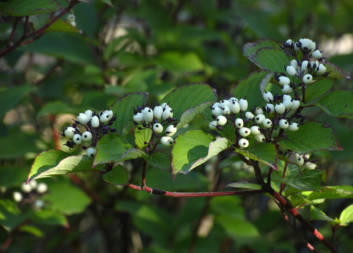 大興安嶺野生植物 紅瑞木