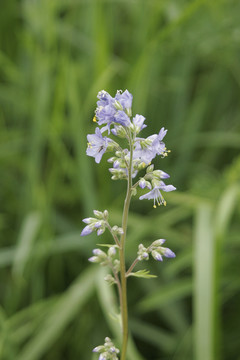 大興安嶺野生花卉 花荵
