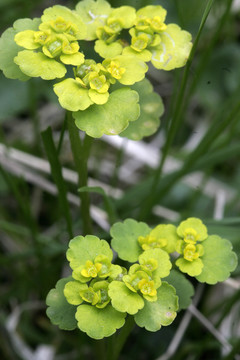 大興安嶺野生植物 金腰子