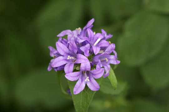聚花風鈴草