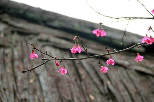 櫻花