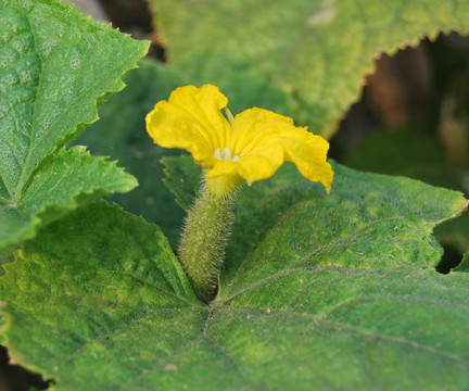 黃瓜花