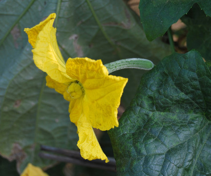絲瓜花