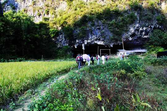 田野