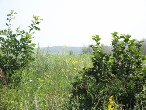 野外風(fēng)景 近樹遠(yuǎn)山
