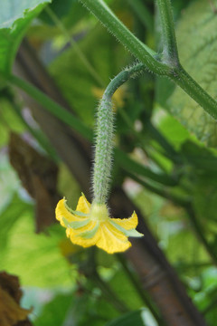 黃瓜花