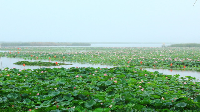 淮陽(yáng)荷花節(jié)
