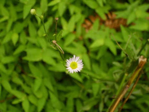 小花