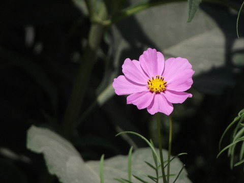 波斯菊