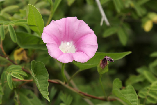 大興安嶺野生 牽牛花