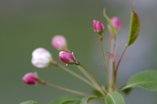 山荊子花蕾