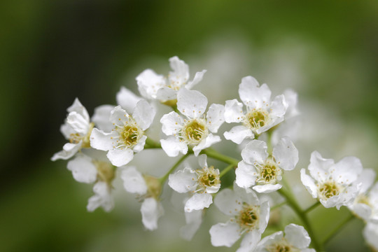 東北野生植物花卉 山荊子
