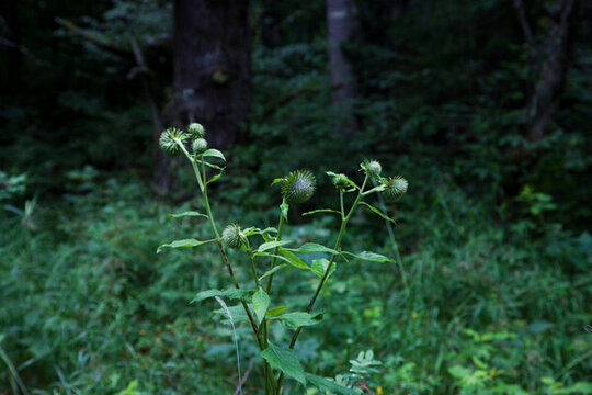 林中花草