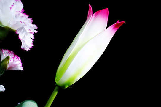 百合花