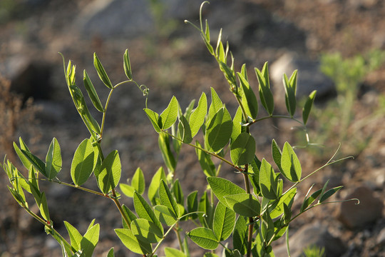 大興安嶺野生植物 野豌豆