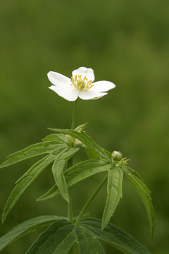 大興安嶺野生花卉 二歧銀蓮花