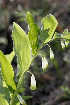 大興安嶺野生植物 玉竹