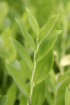 大興安嶺野生植物 玉竹