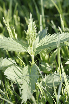 大興安嶺野生植物 蜇麻子