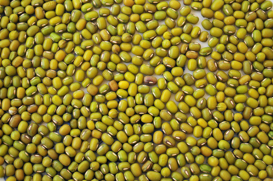 食材 綠豆