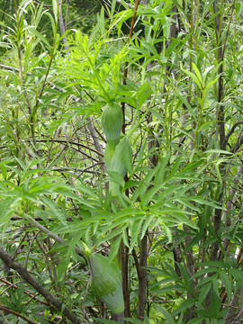呼倫貝爾野生植物 白芷