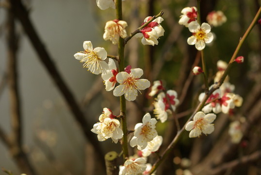 梅花