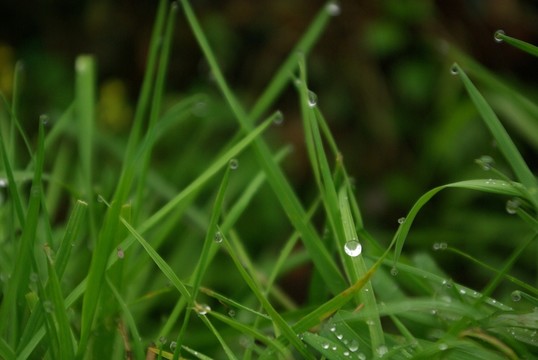 水珠青草