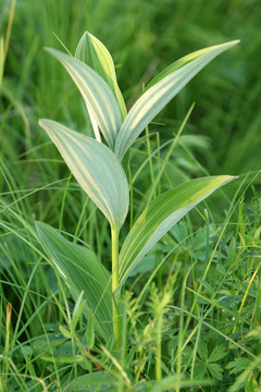 大興安嶺野生藥用植物 藜蘆