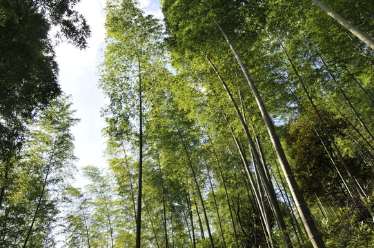 翠竹綠韻 竹林