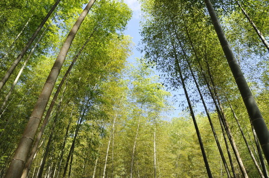 翠竹綠韻 竹林