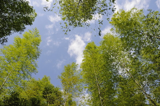 翠竹綠韻 竹林