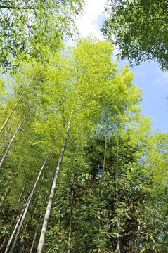 翠竹綠韻 竹林