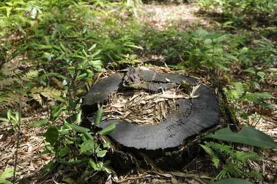 樹(shù)樁