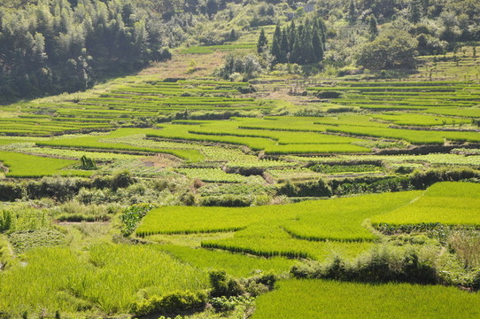農(nóng)田