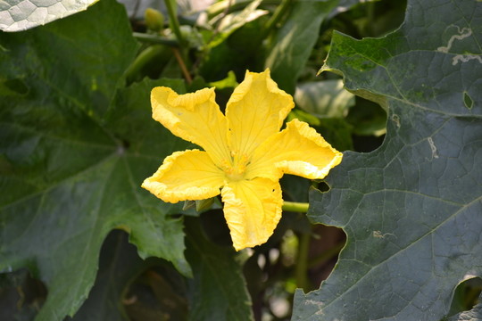 絲瓜花
