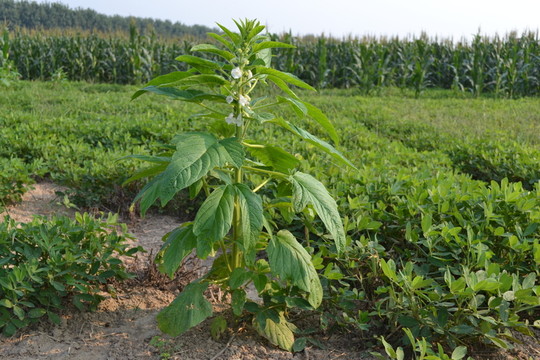 芝麻棵