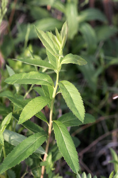 大興安嶺野生 柳葉繡線菊