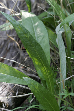 大興安嶺 龍江鳳毛菊
