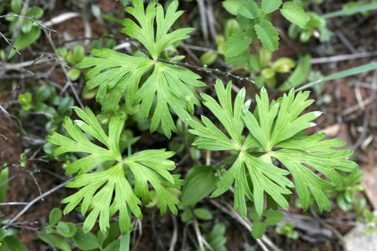 大興安嶺野生藥用植物 毛茛