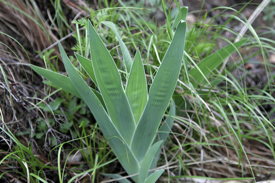大興安嶺野生藥用植物 射干鳶尾