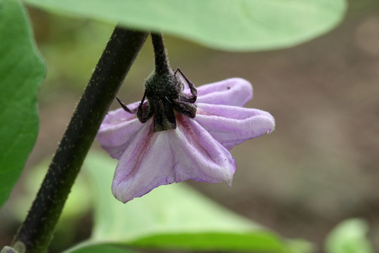 茄子花