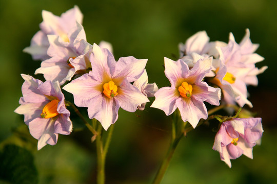 馬鈴薯花
