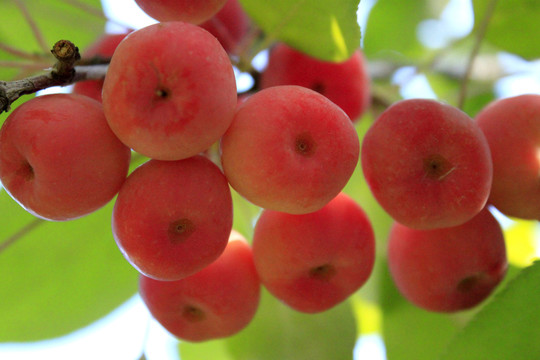 紅果