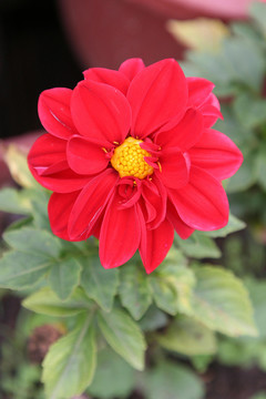 小麗花