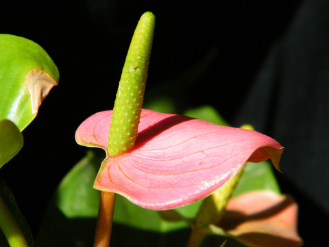 火鶴花