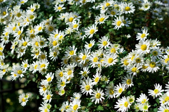 白菊花