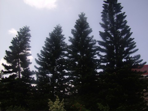 和平宋大峰花園一角