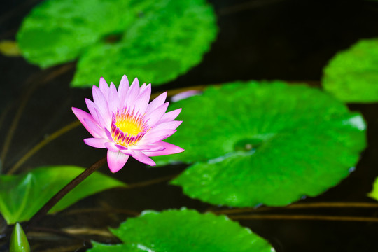 蓮花