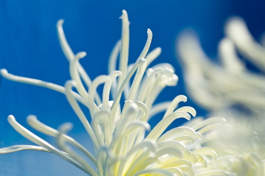 菊花瓣
