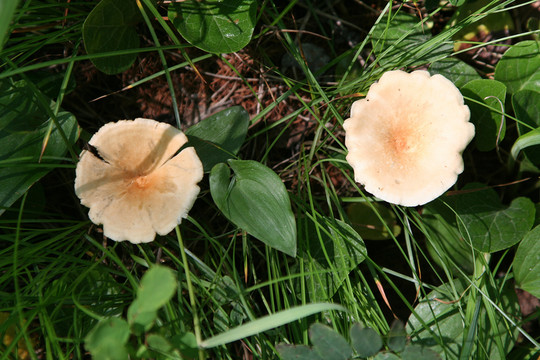 大興安嶺野生蘑菇 苦白樁菇